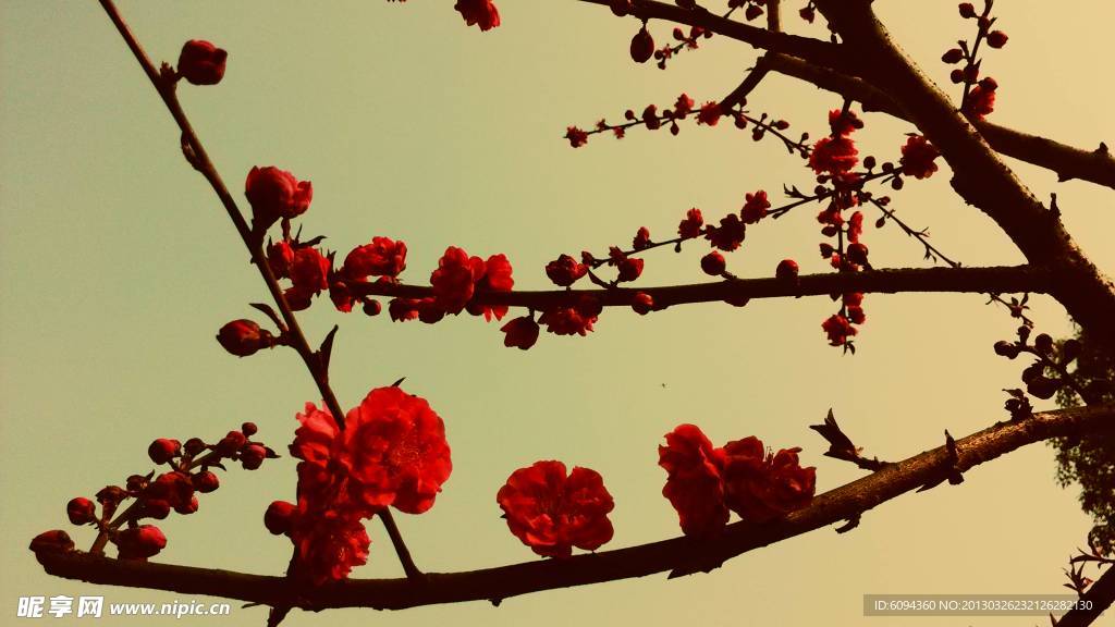 桃花
