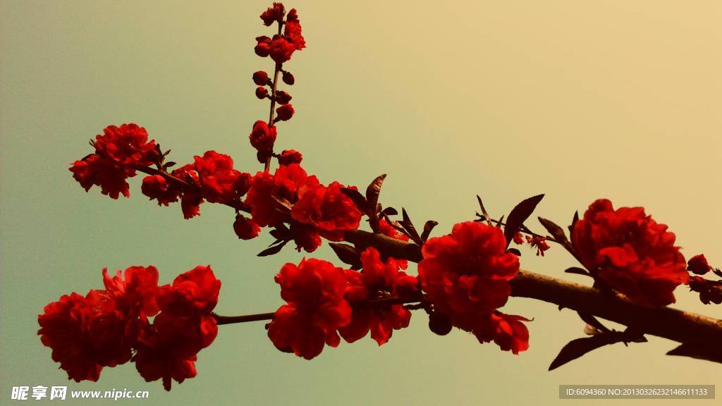 桃花