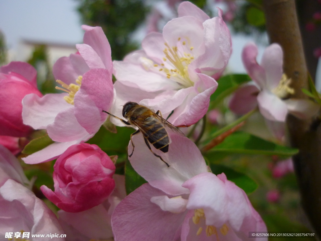 蜜蜂与海棠