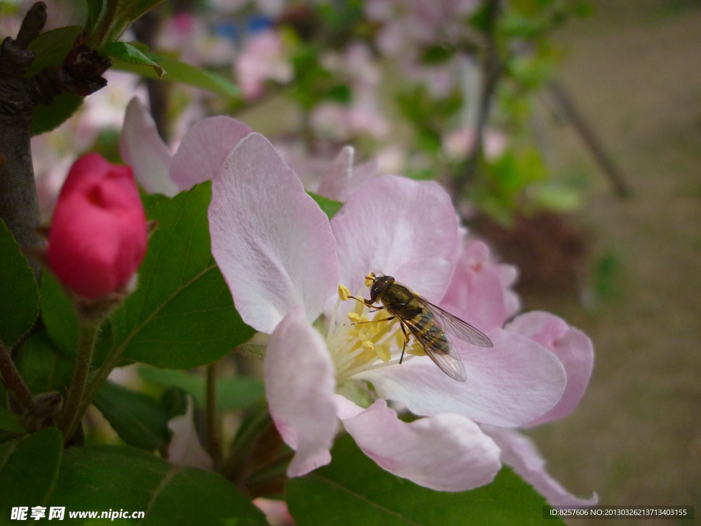 蜜蜂与海棠