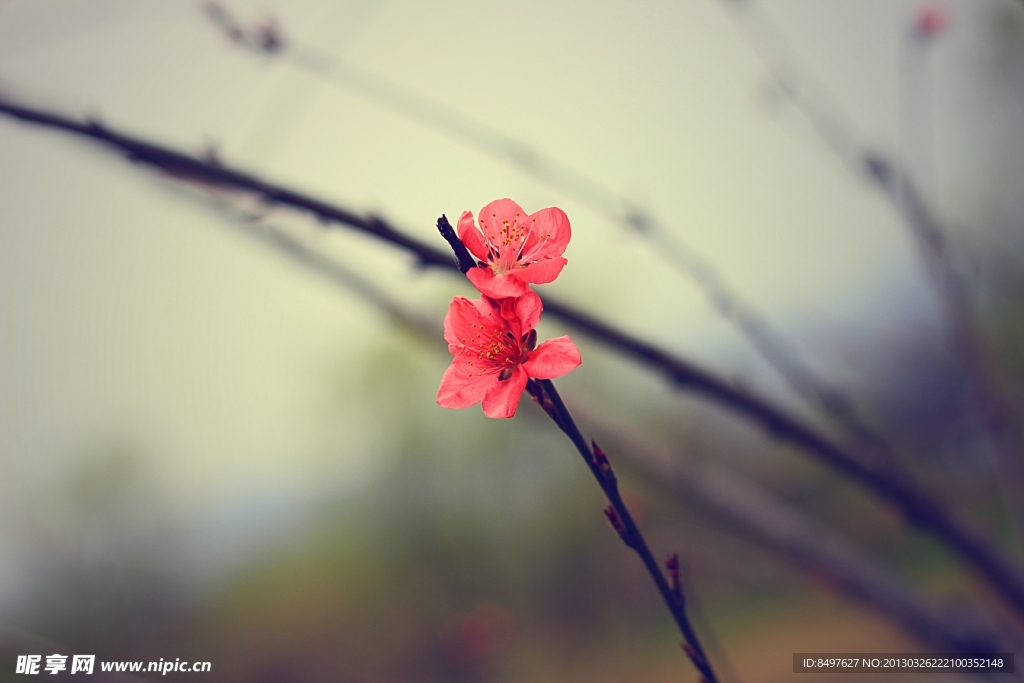 一枝梅花独秀