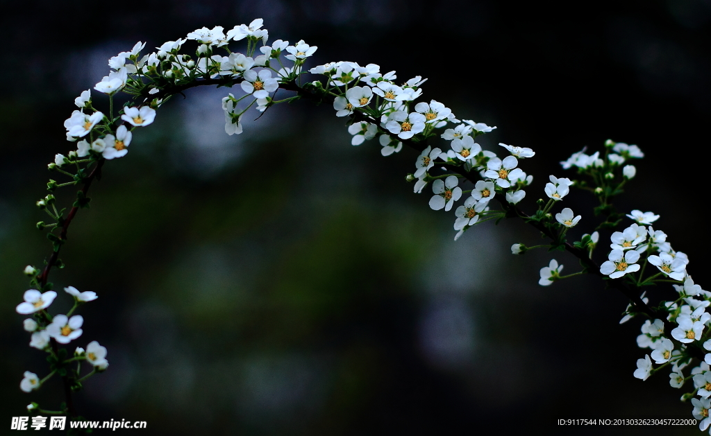 白色碎花