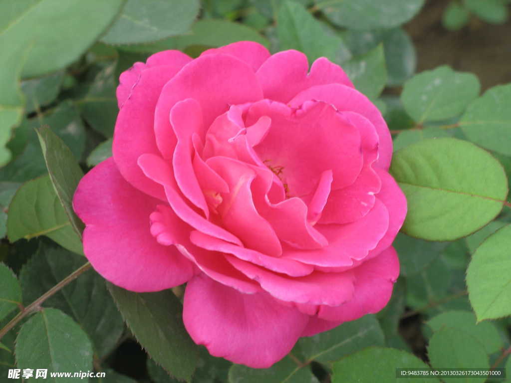 玫瑰花