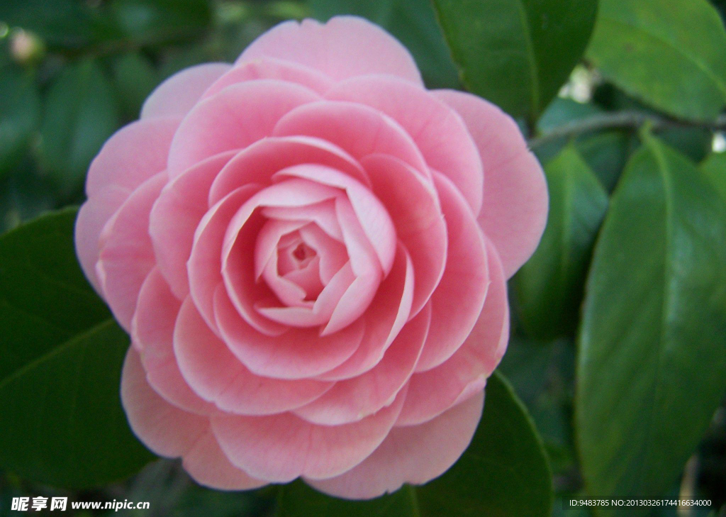 山茶花