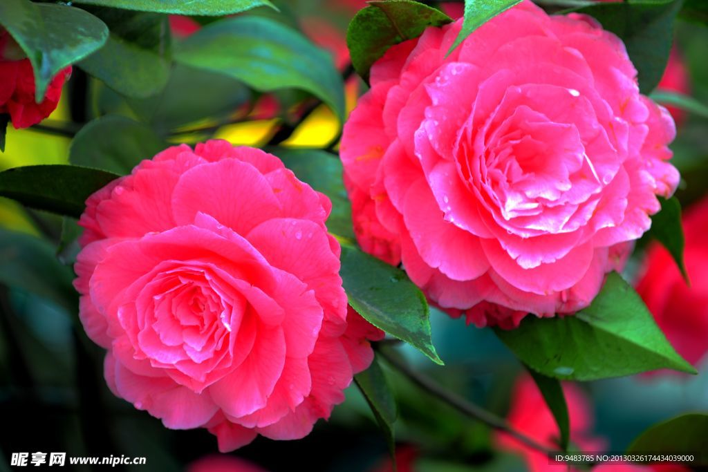 山茶花