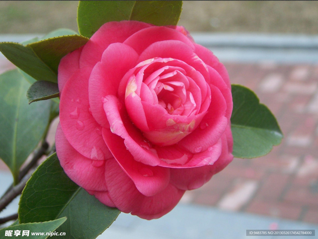 山茶花