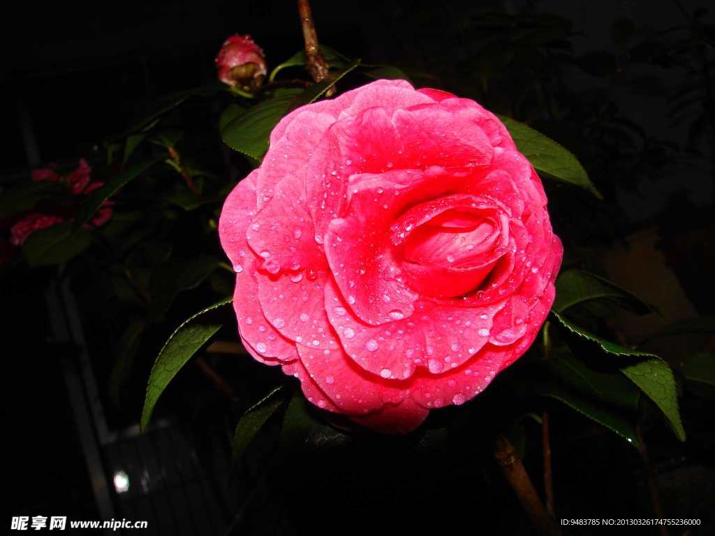 山茶花