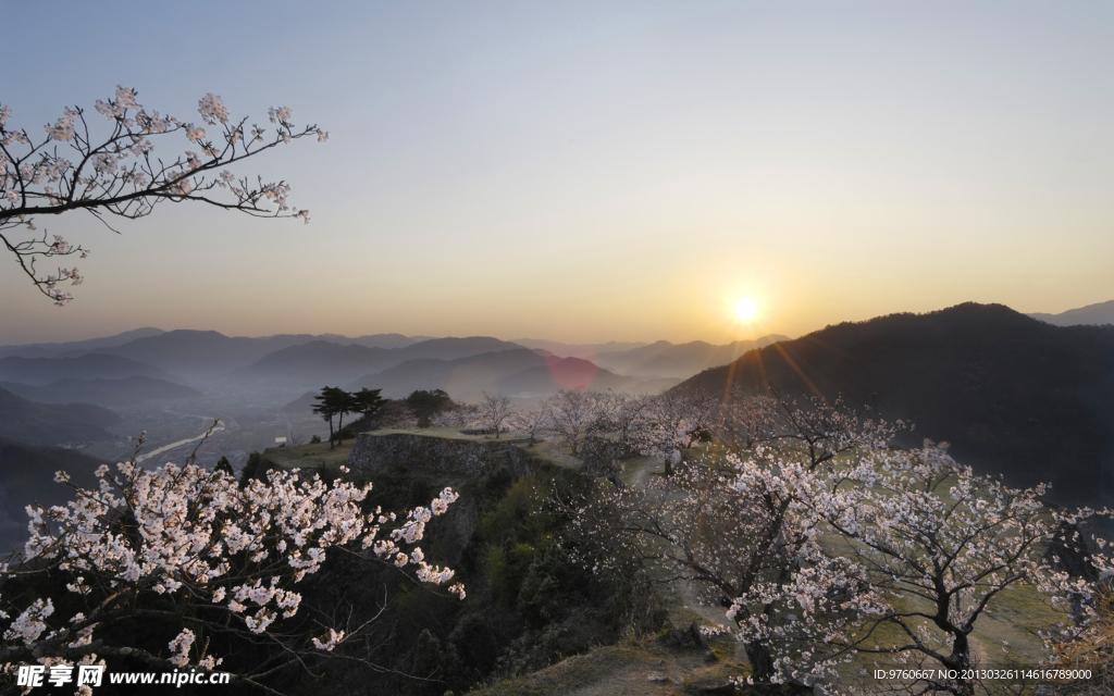 日本樱花