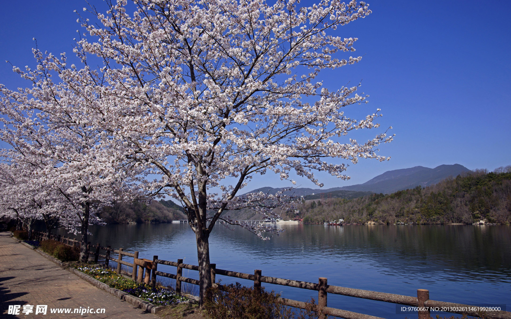 日本樱花