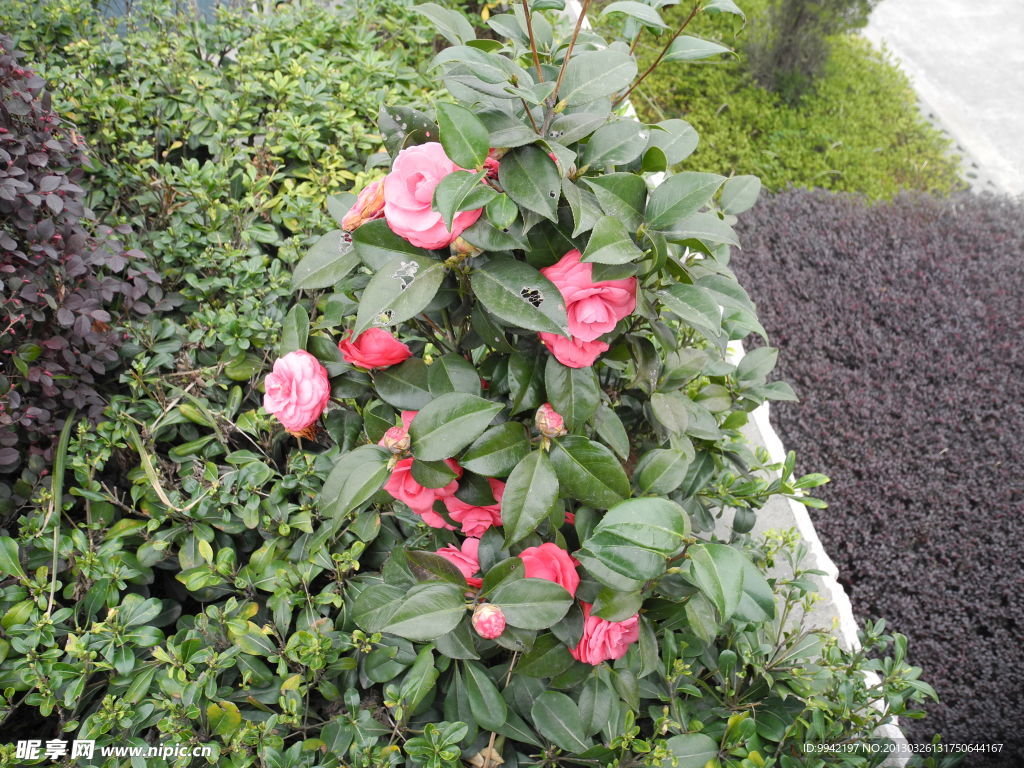茶花