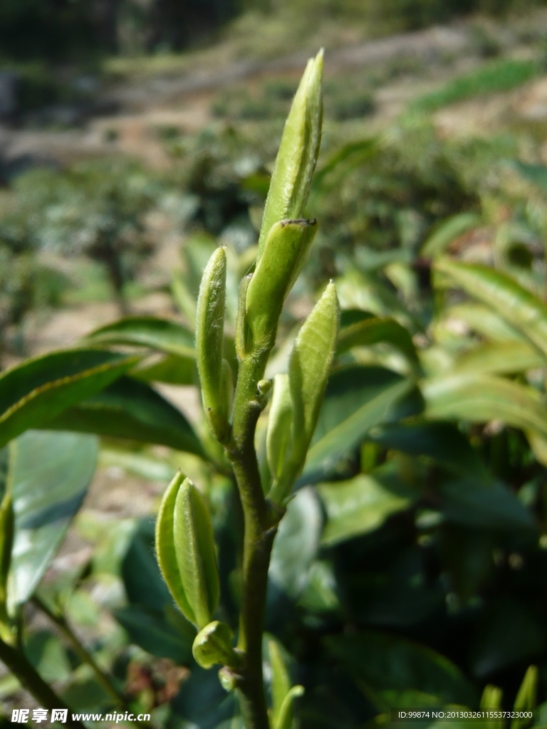 绿色植物