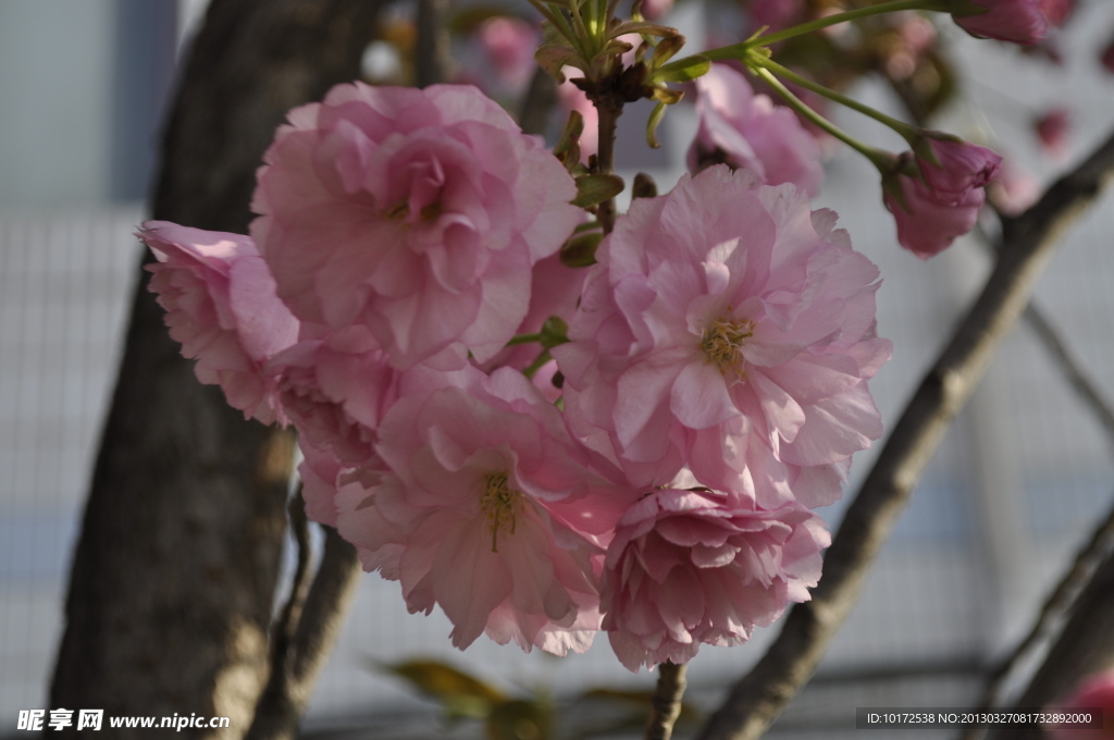 樱花