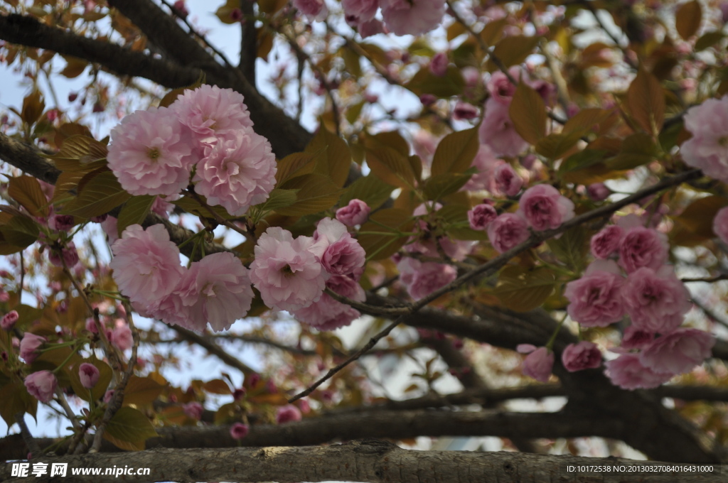 樱花