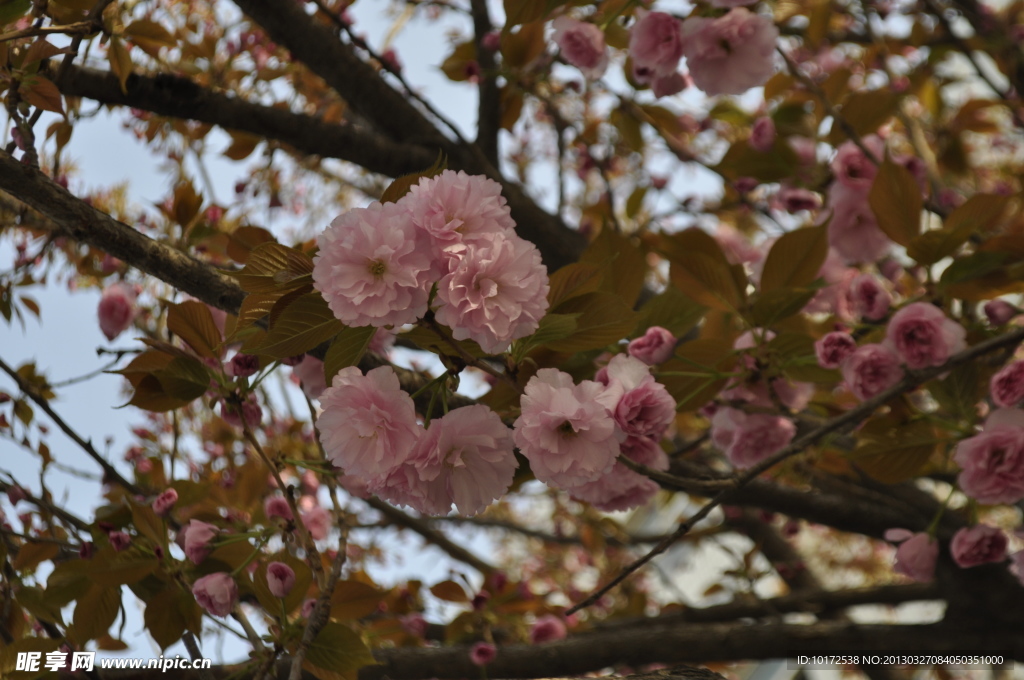 樱花