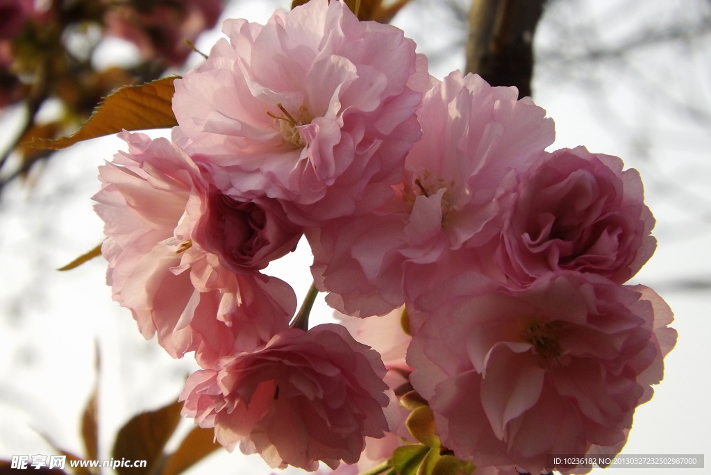 樱花