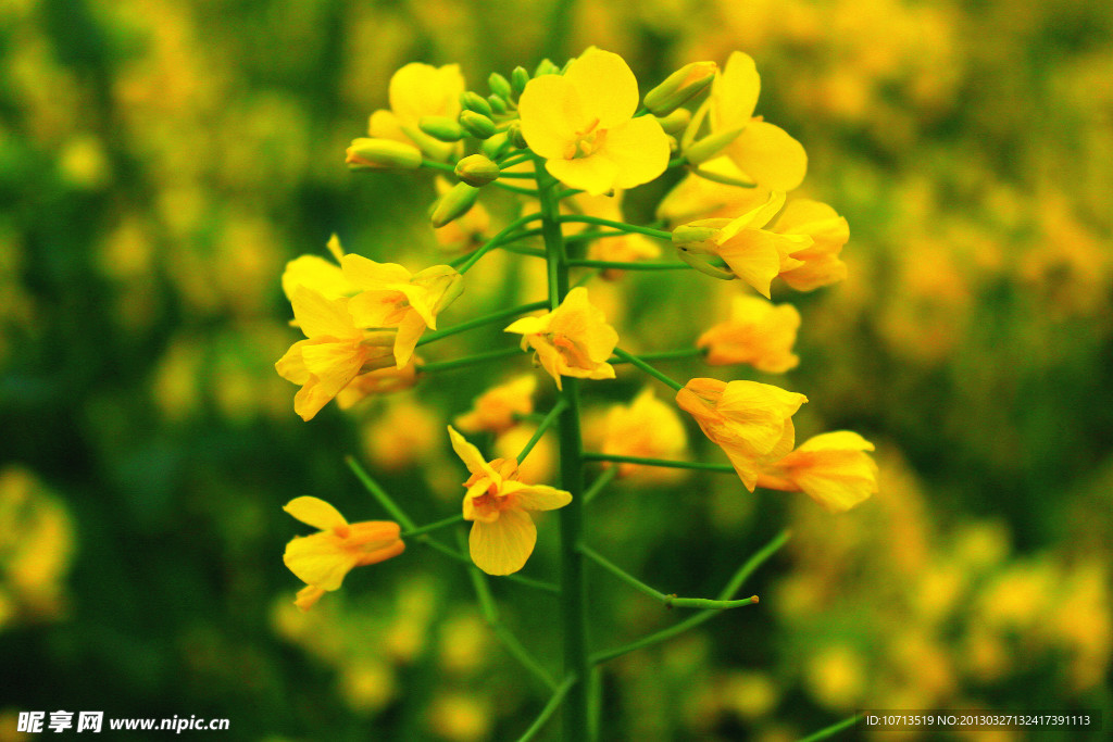 花蕊情缘