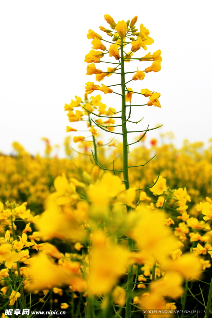 油菜花海