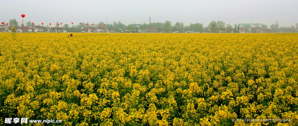 花海无尽