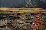 山 田野