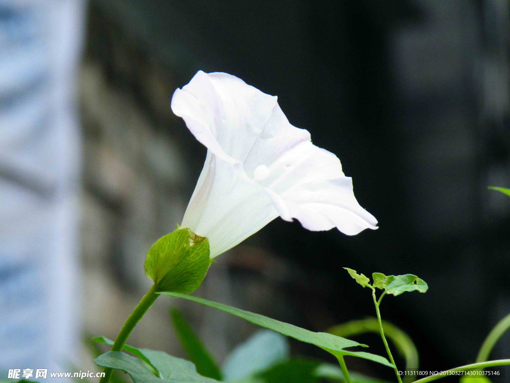 牵牛花