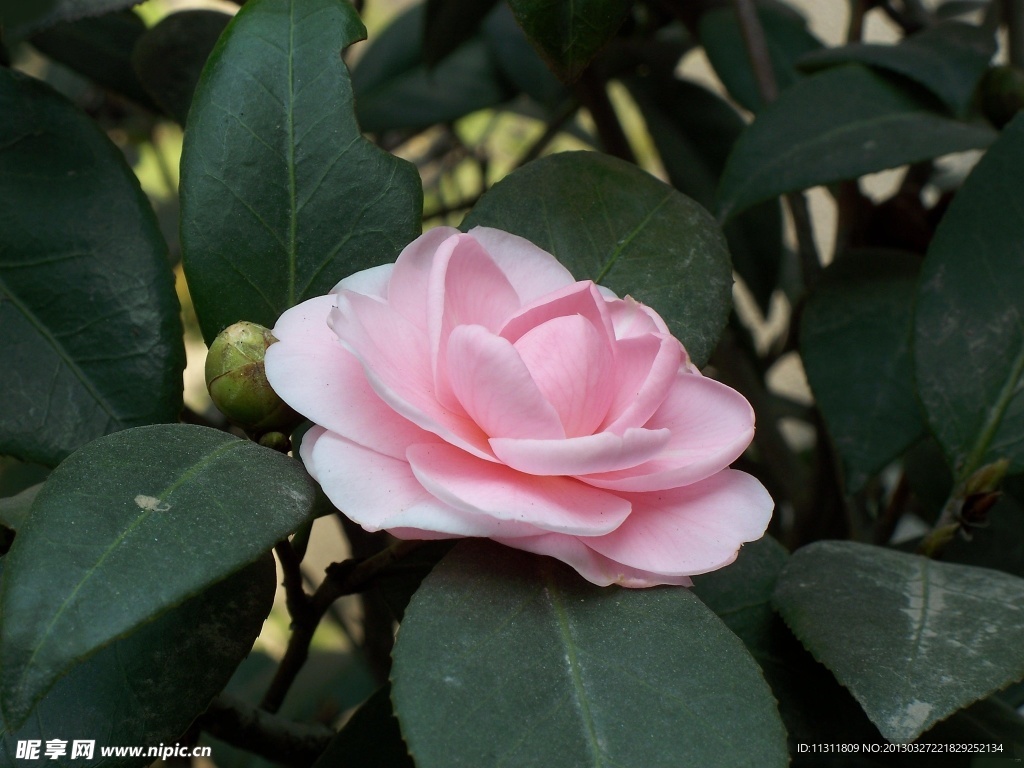茶花