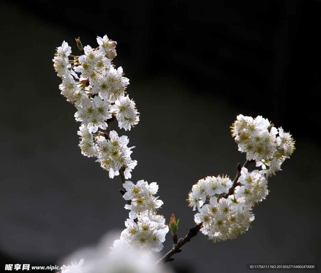 樱桃花