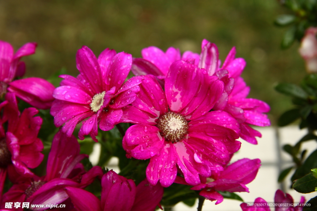 非洲菊