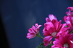 红色雏菊