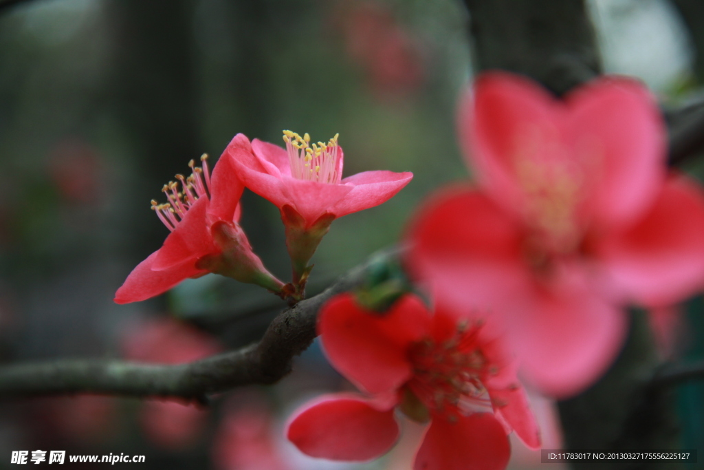 桃花