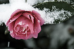 雪中花