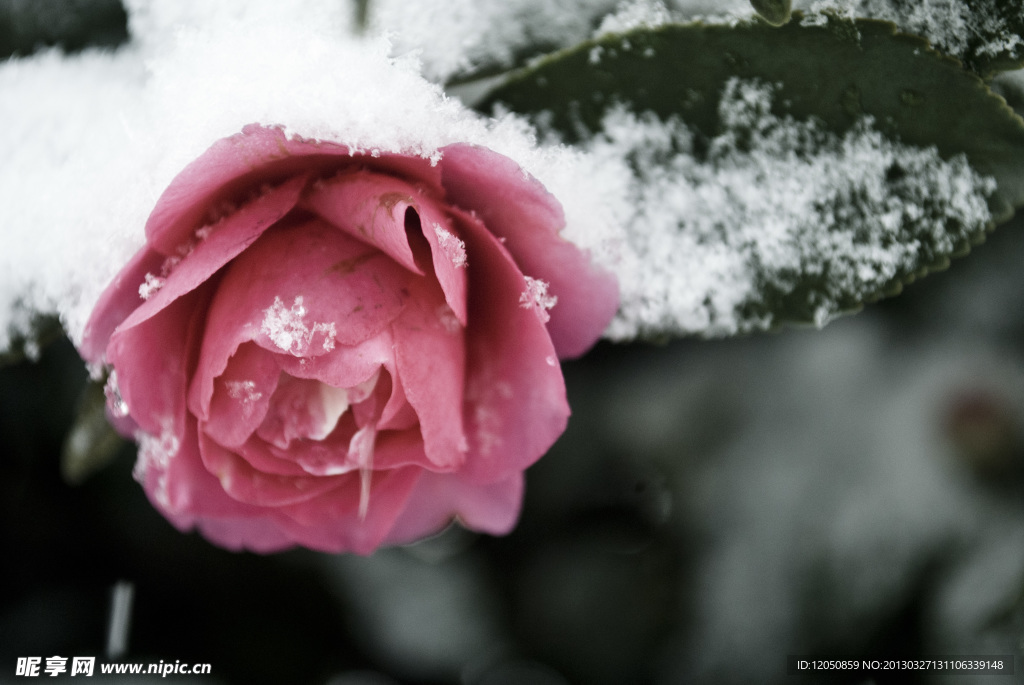 雪中花