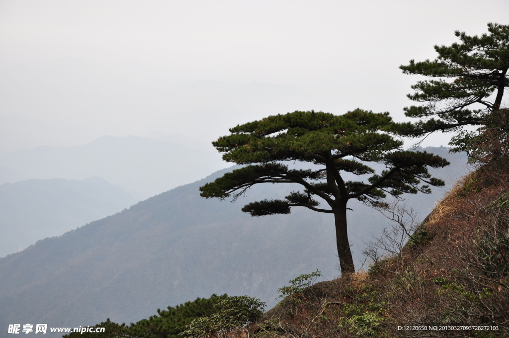 松树
