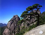 黄山迎客松