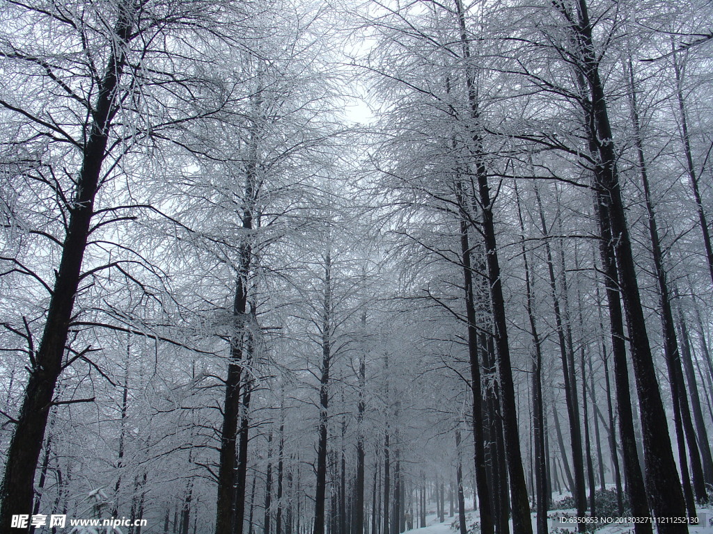 德清莫干山雪松林雪景