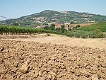 意大利葡萄园土壤