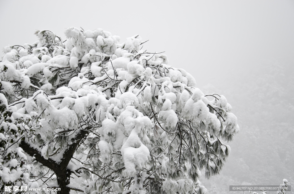 雪松