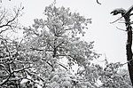雪松
