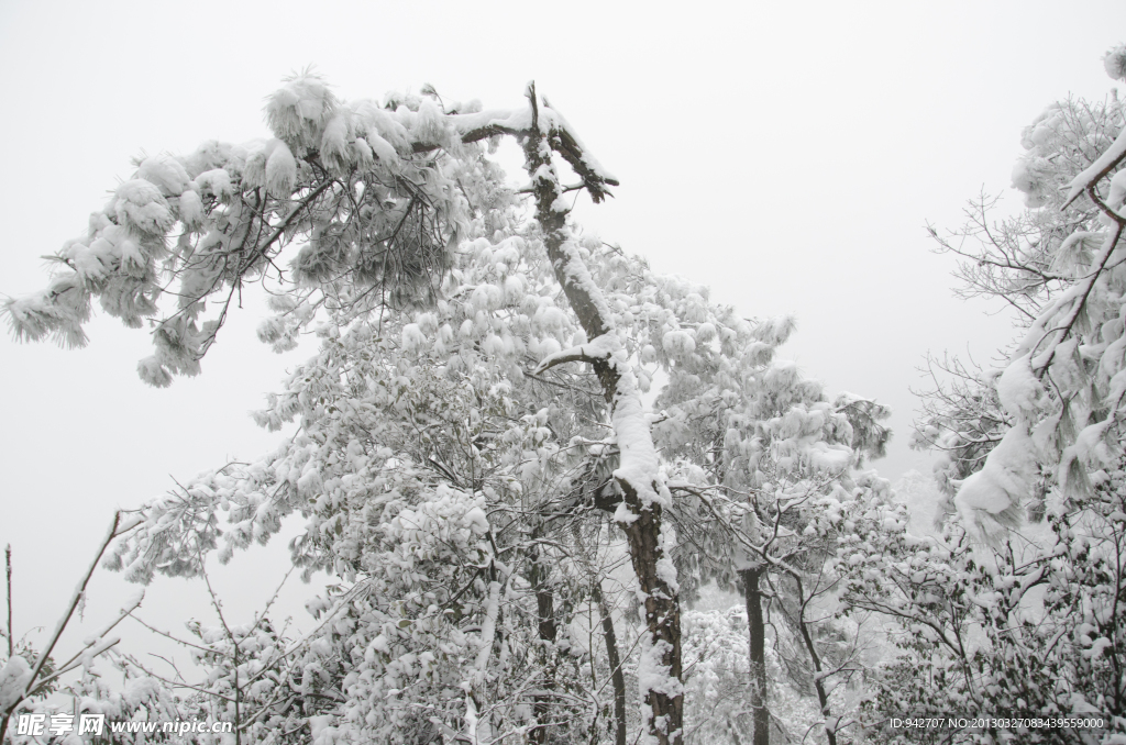 雪松