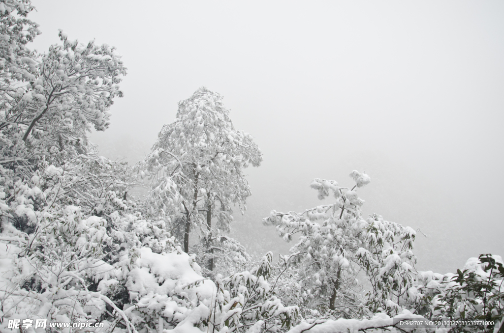 雪松