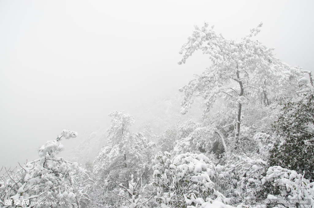 雪松