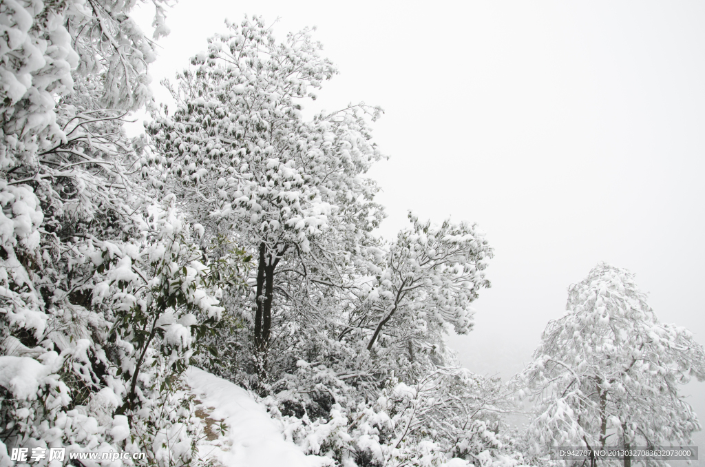 雪松