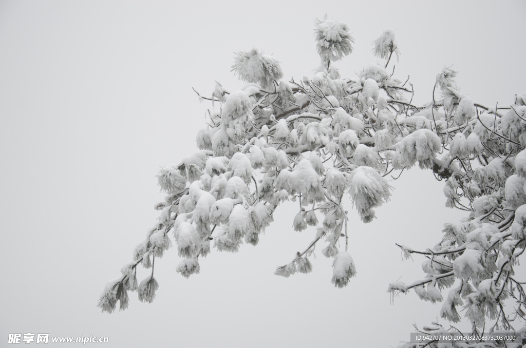 雪松