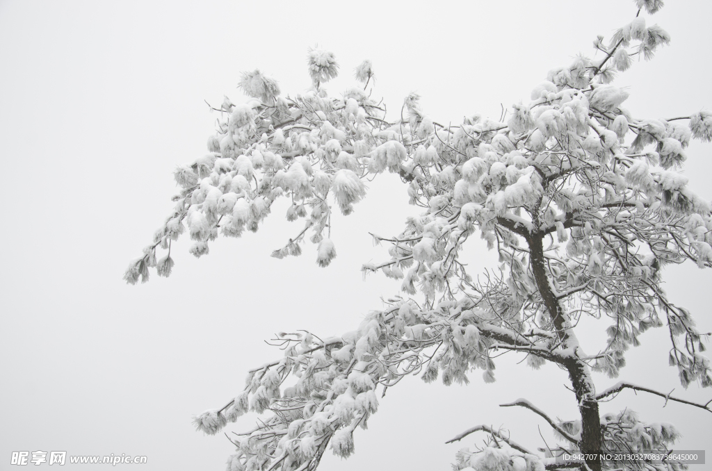 雪松