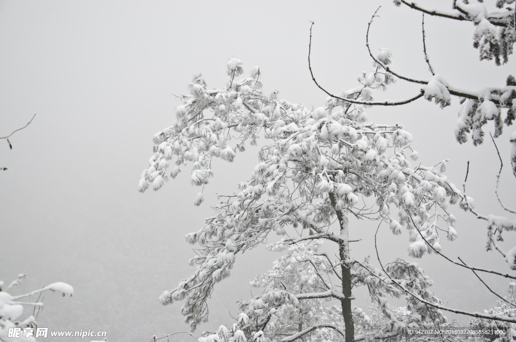 雪松