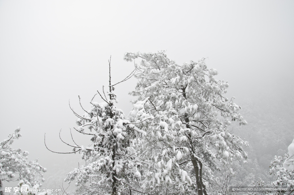 雪松