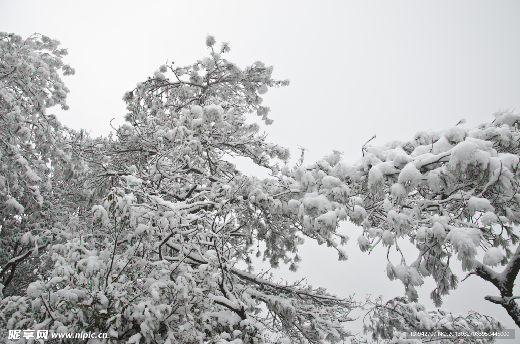 雪松