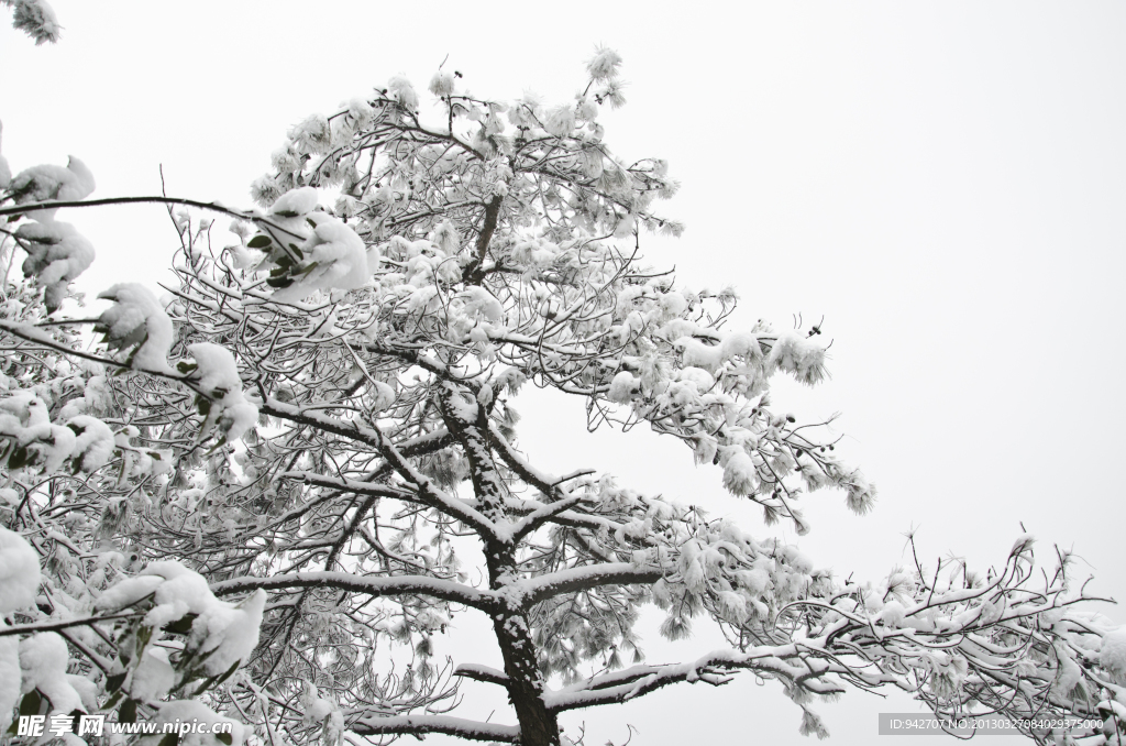 雪松