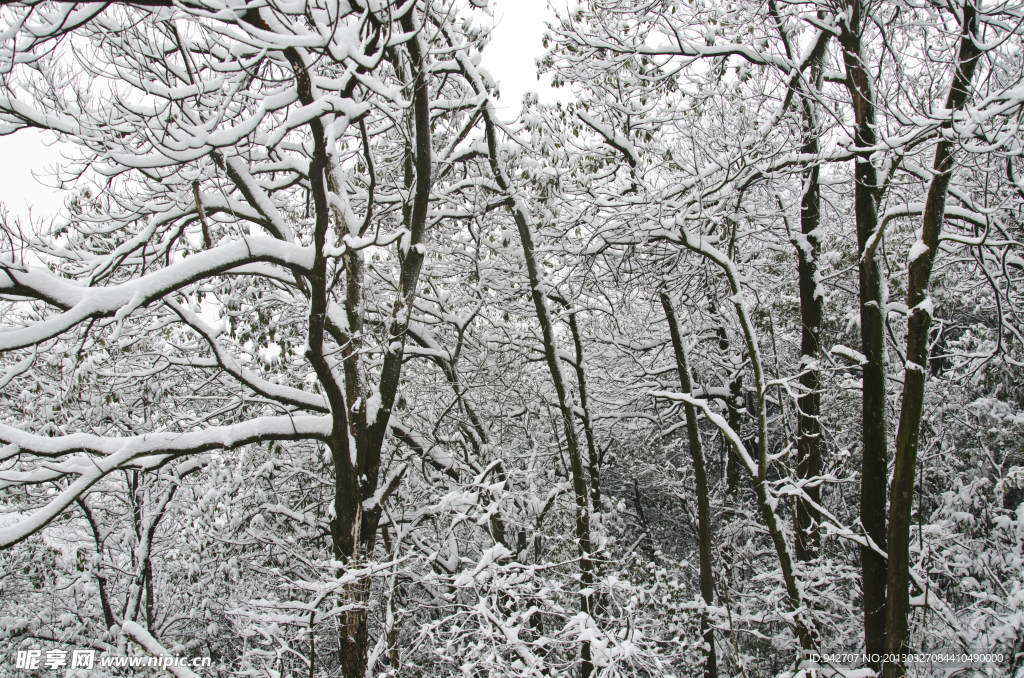 森林雪景