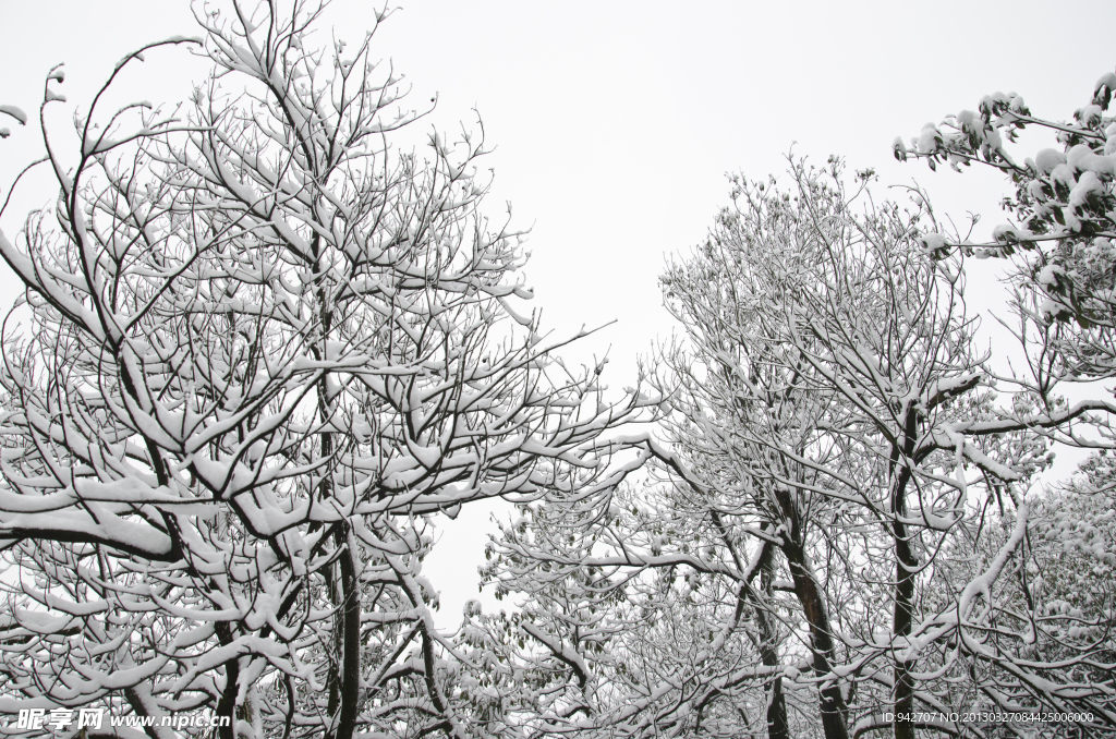 森林雪景