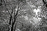 森林雪景